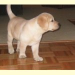 Integrity Farm Labrador Retriever Pups