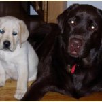 Integrity Farm Labrador Retriever Pups