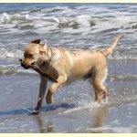 Integrity Farm Labrador Retriever Pups