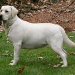 Integrity Farm Labrador Retriever Pups