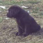 Integrity Farm Labrador Retriever Pups