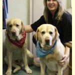 Integrity Farm Labrador Retriever Pups