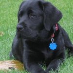 Integrity Farm Labrador Retriever Pups