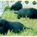 Integrity Farm Labrador Retriever Pups