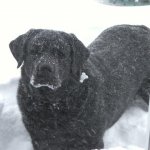 Integrity Farm Labrador Retriever Pups