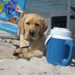 Integrity Farm Labrador Retriever Pups