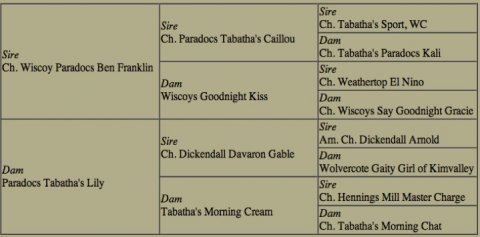 BISS Am. Ch. Paradocs Delians Scrubbing In “Scrubs” Pedigree